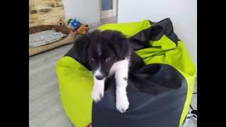 Download lagu Elsinka