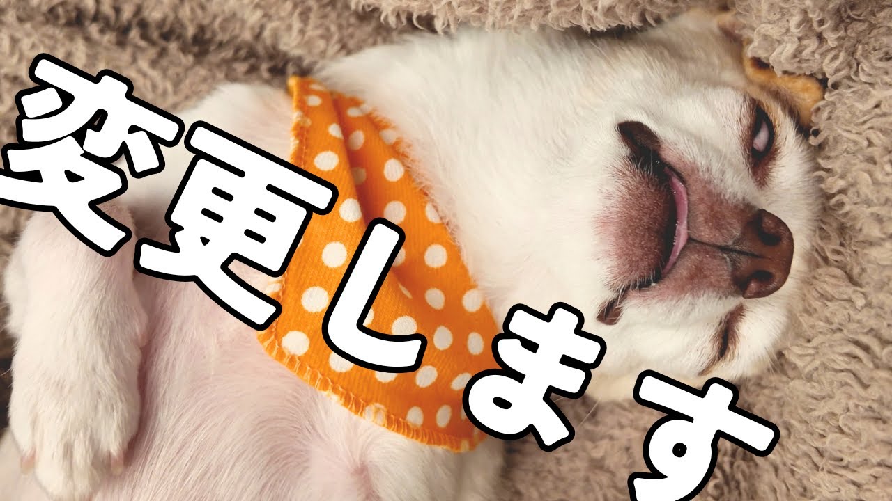 【変更のお知らせ】悩んでいたあの件についての結論です。4才チワワと40代夫婦の日常vlog