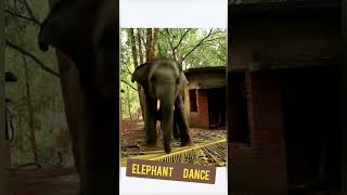 Elephant dance..🐘   #viralshorts #wild #youtubeshorts #india #bangladesh #elephant Resimi