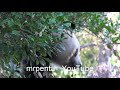 シャンシャン 2021.11.24 上野動物園