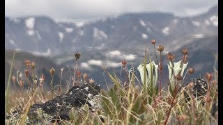 Exploring the history of the Beartooth Mountains