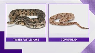 Snake Season: Identifying Venomous Snakes