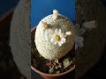 Mammillaria #cactus #ukraine