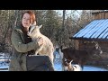 Baby goats on the offgrid homestead  story 31