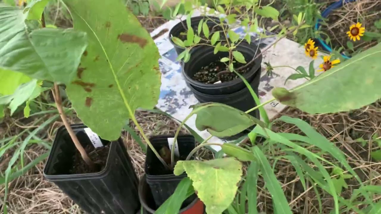 Small Native Garden Install - June 17, 2024