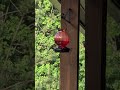 The Hummingbirds Showed Up IMMEDIATELY 🐦✨