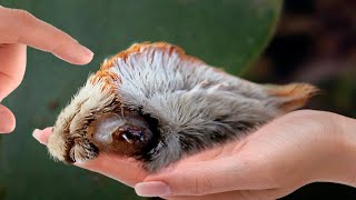 15 Dangerous Animals You Should Run Away From