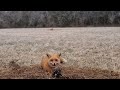 Fox trapping:Part 5-Another double and early morning suprise