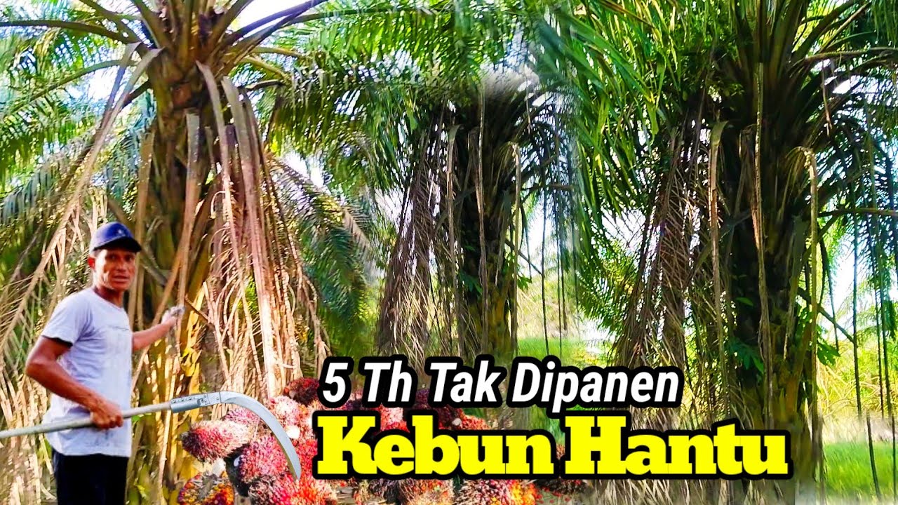 PANEN SAWIT 5 TAHUN TAK DI RAWAT.! ADUH || KEBUN JADI HANTU PENUH PELEPAH KERING/KERAS DAN GONDRONG