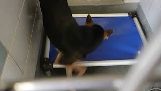 acs A684184
