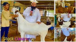 Silver Agro & Livestock Goat Farm Stock Clearance | 100 KG+ Khassi Goats