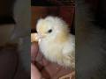 #goldfarming #chicken #sonali_golden_chicks #bruding#poulty_farming