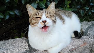 目が合ったら喋りかけてくる野良猫