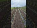 Cara Mengendalikan Gulma pada Cabe