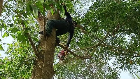 Cưa cây tràm bông vàng cập ruộng lúa .Cưa cây kỹ thuật cao