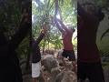 partridge points #shorts #animals #trending #nature #shortvideo