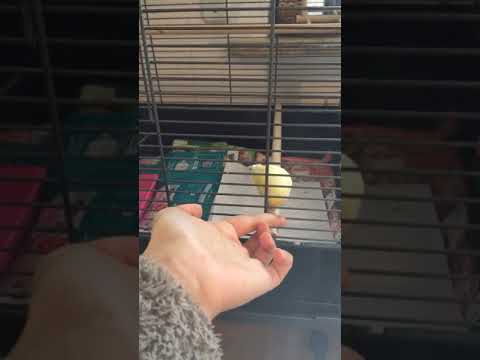 Elegant أنا مش نجيب ساويرس رقص كناري Ana Mesh Sawiris