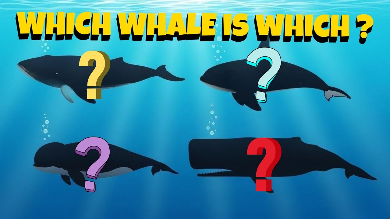 Can You Guess These 4 Whales? Ocean Quiz for Kids - YouTube