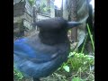 Stellar's Jay giving the cam a good eyeballing