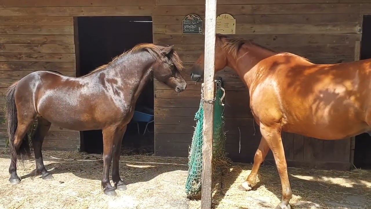 was die Pferde wohl denken?