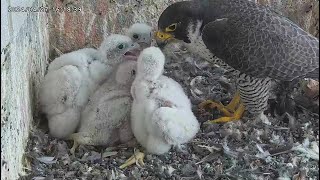 Osaka Peregrine Falcons/20240427/ 6th and 7th feeding