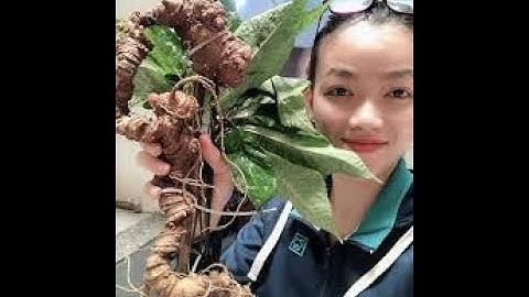 Sâm ngọc linh Quảng Nam,Kon Tum: Đặc điểm, công dụng, cách dùng và giá bán hiện nay như thế nào?