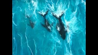 71 - Epoxy Resin Art - Ocean piece with Depth and Stunning Movement.  POD of Whales.  Realism