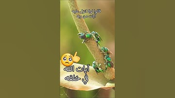 عبد الرحمن مسعد في تلاوة خاشعة #المصحف #قرآن كريم #تلاوة خاشعة #منوعات