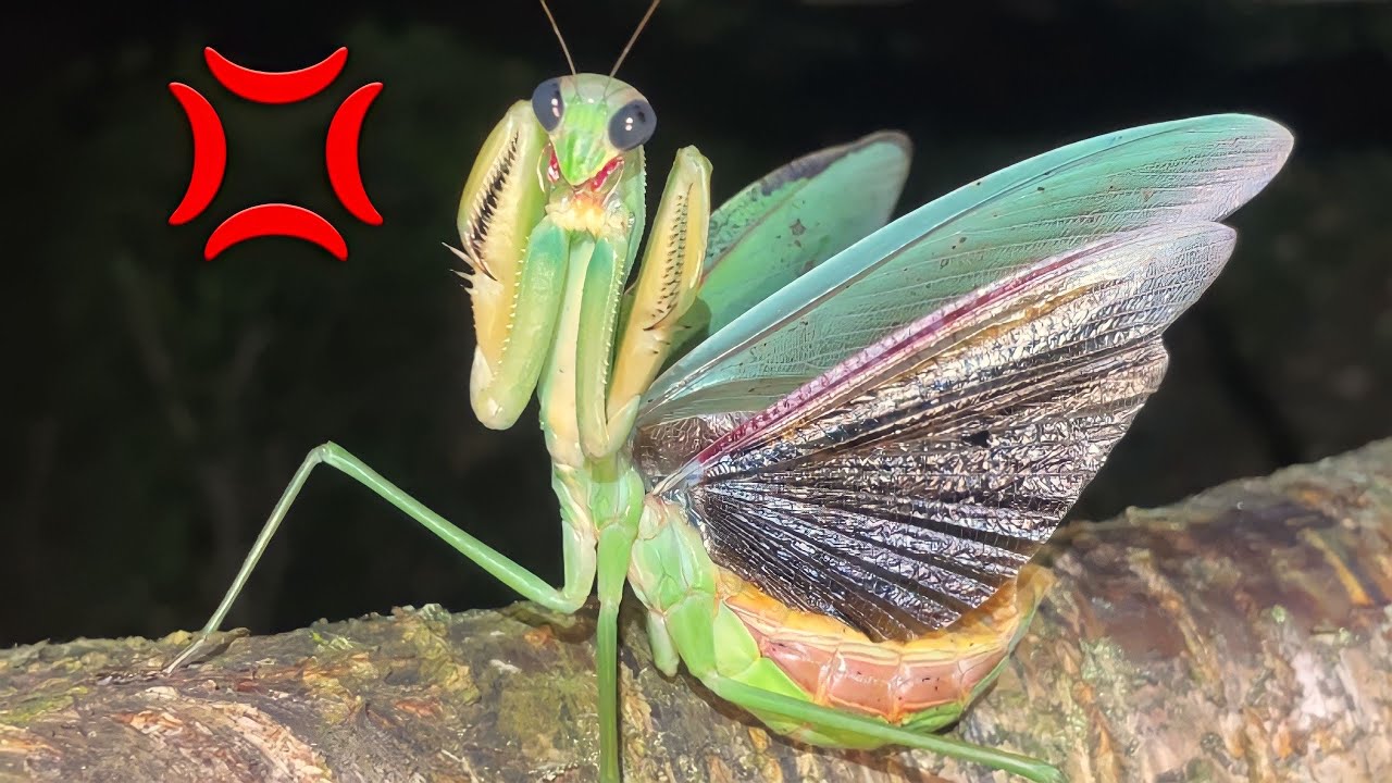 【カマキリ採集】巨大カマキリに喧嘩売ったらブチギレられました。 - YouTube