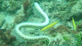 Sharptail snake eel hunting successfully PA170049