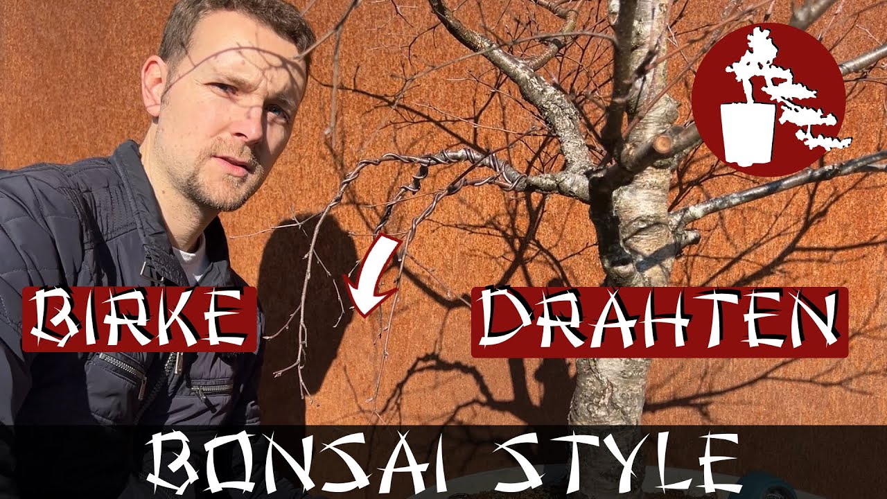 Birke drahten - Extreme Verwandlung | Birke (Betula) | 