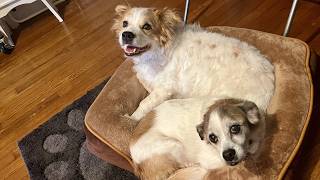 NEWBULIG 35x25 Inch Orthopedic Dog Bed for Indoor Use, Soft Fluffy Surface | Large Sized Pet Sofa wi screenshot 5