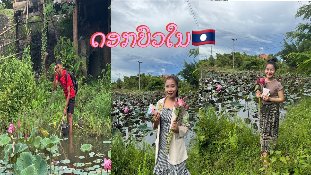 ดอกบัวในลาว🇱🇦#สาวลาวบ่าวไทย #ฟีด #พาเที่ยวชมดอกบัว