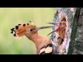 Búbos banka - Hoopoe - Upupa epops