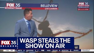 Giant wasp interrupts weather report on FOX 35