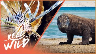 Tracking Indonesia's Komodo Dragons 4K | 1,000 Days For The Planet | Real Wild