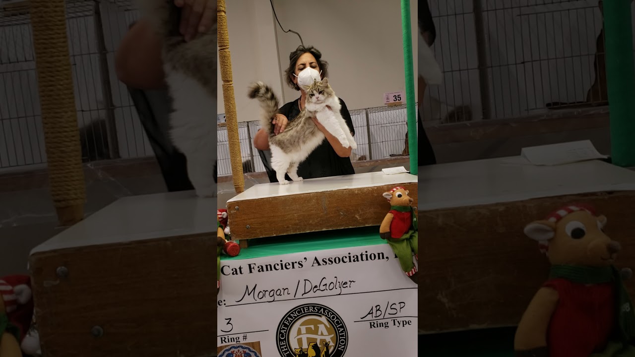 RagaMuffin kitten finals