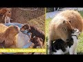 Capybara - The Most Friendly Animal on Earth | LIKE EVER