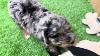 Group 2 - Playtime Winnie x Poe by Cane Creek Goldendoodles 146 views 2 months ago 2 minutes, 11 seconds
