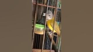 Download lagu burung samyong trotol jantan gacor