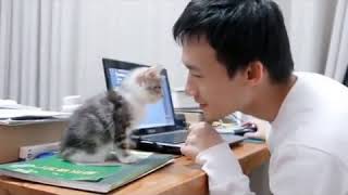 Kitten giving her human a head bump