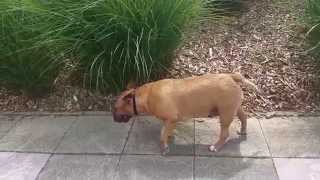Ruby The Bull Terrier Trancing, P2