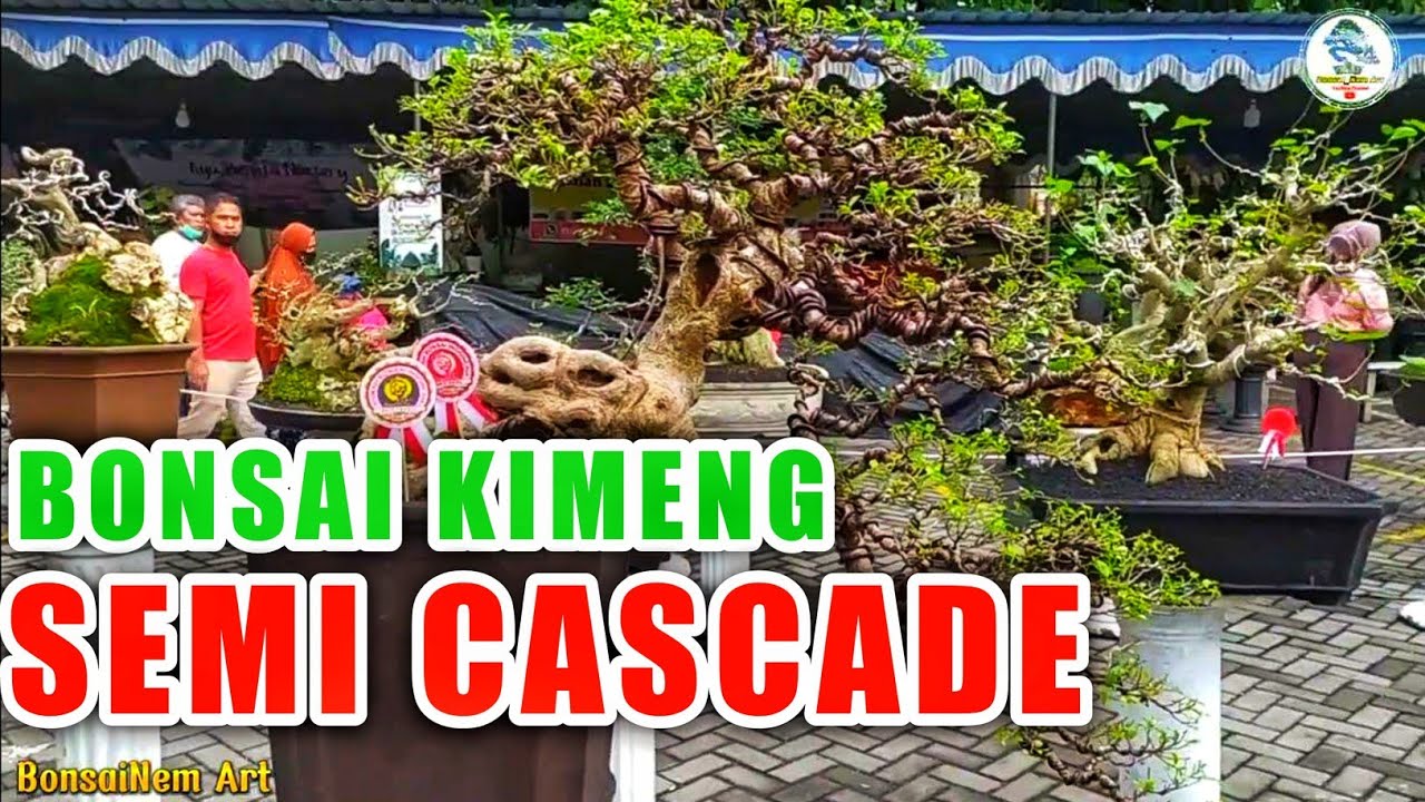 Bonsai Kimeng Semi Cascade YouTube