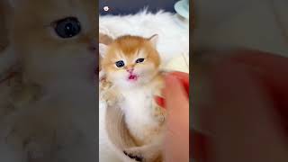 Cute Kittens❤️【94】#Shorts #Cutecat520 #Cat #Kittens #Pets