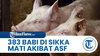 Wabah ASF Meluas ke 9 Kecamatan di Sikka, 383 Babi Mati