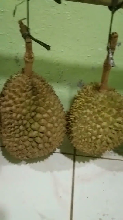 cara agar durian mentah bisa matang dan manis