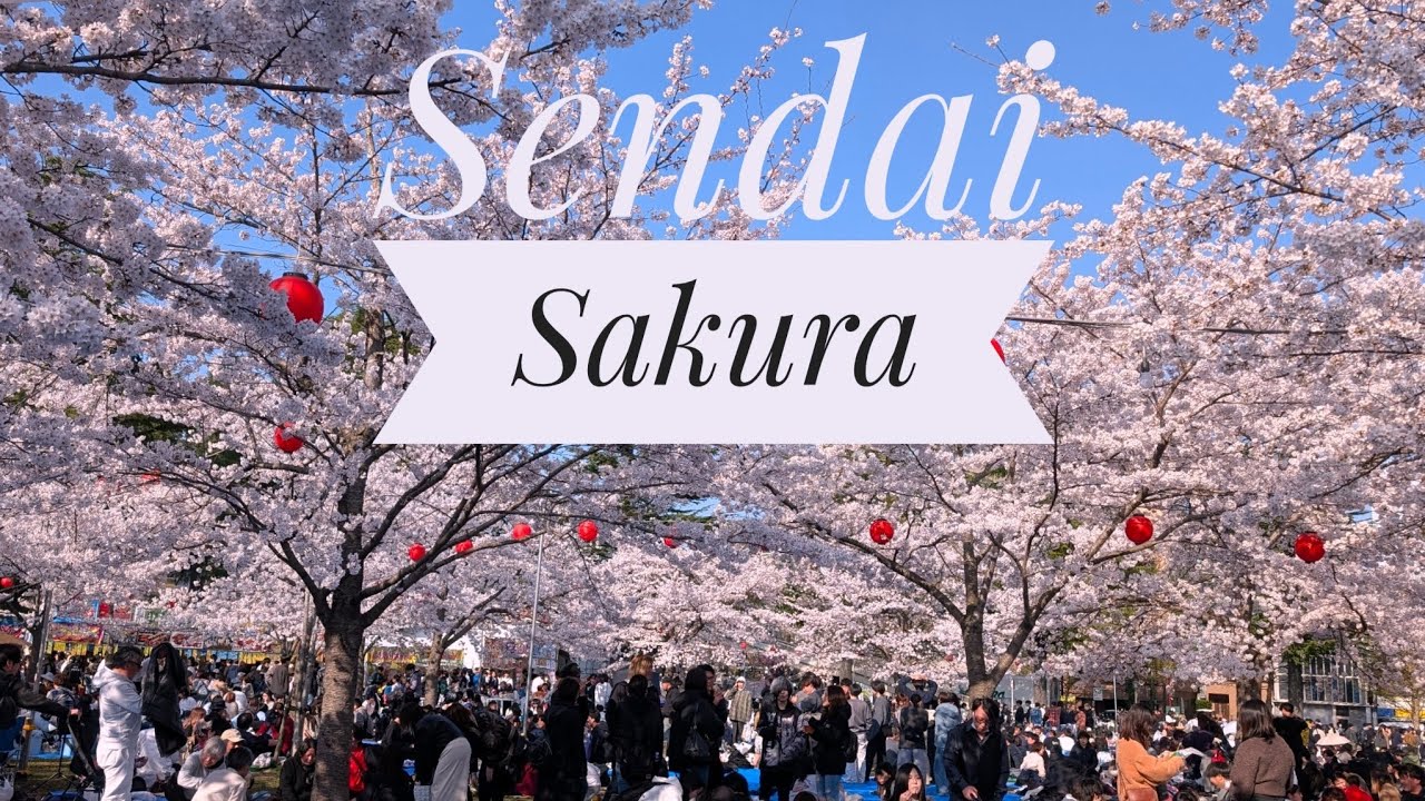 Spring Sendai Sakura // sakura dessert, hanami, and matsuri🌸🍡