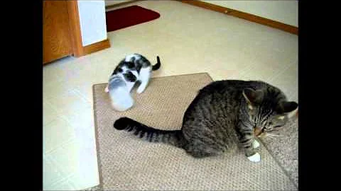 Kitten vs Jar