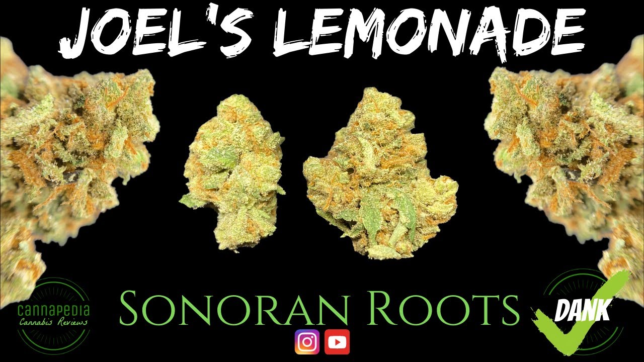 Joel's Lemonade Strain Review Sonoran Roots Cannapedia YouTube