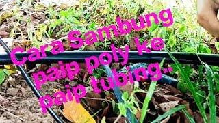 cara sambung tubing pipe ke poly pipe. siraman menggunakan spray jet.